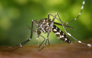 Aedes albobictus