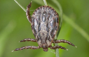 Dermacentor marginatus