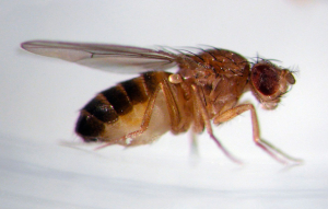 Drosophila