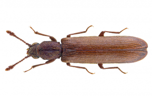 Lyctus brunneus