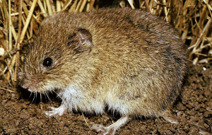 Microtus arvalis