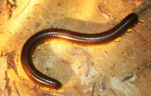 Millipedes