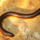 Millipedes