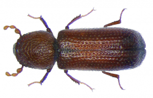 Rhyzopertha dominica