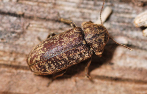 Xestobium rufovillosum