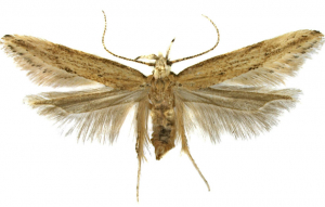 Sitotroga cerealella