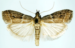 Ephestia elutella