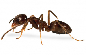 μυρμήγκια