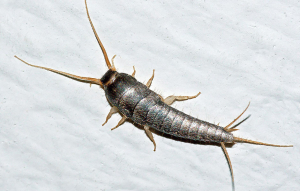Lepisma saccharina