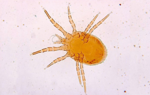 Dermanyssusgallinae