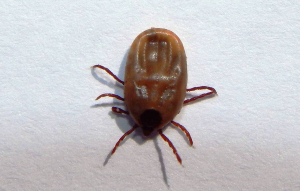 Ticks
