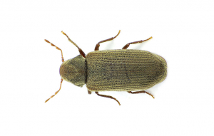 Anobium punctatum